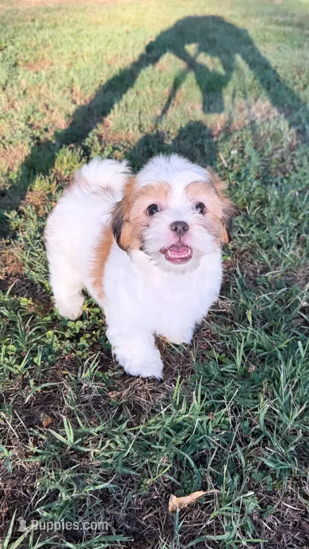 oliver (shorkie) – Shih Tzu, Yorkshire Terrier puppy for sale in Winston-Salem, NC