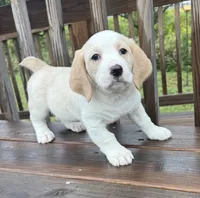 mimi, a  Basset Hound and Dachshund for sale in Greensboro, NC – 5 of 9