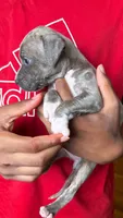 lilly, a female American Pit Bull Terrier for sale in Winston-Salem, NC – 2 of 6