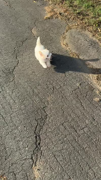 Lulu, a female Maltipoo for sale in Winston-Salem, NC – 3 of 10