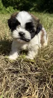 Leo , a male Shih Tzu for sale in Winston-Salem, NC – 8 of 10