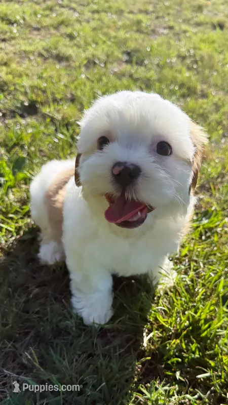 benji (shorkie) – Shih Tzu, Yorkshire Terrier puppy for sale in Winston-Salem, NC