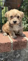 marlo (shorkie), a male Shih Tzu and Yorkshire Terrier for sale in Winston-Salem, NC – 5 of 7