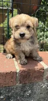 marlo (shorkie), a male Shih Tzu and Yorkshire Terrier for sale in Winston-Salem, NC – 3 of 7