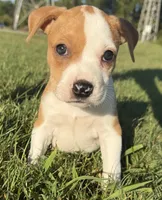 mya , a female Catahoula Leopard Dog and American Pit Bull Terrier for sale in Greensboro, NC – 3 of 6