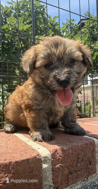 papa bear  – Shorkie puppy for sale in Winston-Salem, NC
