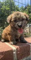 papa bear , a male Shorkie for sale in Winston-Salem, NC – 1 of 7