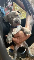 marlo (blue brindle pitbull puppy), a male American Pit Bull Terrier for sale in Greensboro, NC – 9 of 9