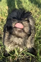 jojo, a male Shih Tzu and Poodle - Toy  for sale in Winston-Salem, NC – 4 of 6