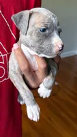 lilly, a female American Pit Bull Terrier for sale in Winston-Salem, NC – 4 of 6