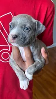 lilly, a female American Pit Bull Terrier for sale in Winston-Salem, NC – 5 of 6