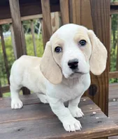 miss betty , a female Basset Hound and Dachshund for sale in Greensboro, NC – 10 of 10