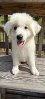 joey, a male Australian Shepherd and Great Pyrenees for sale in Winston-Salem, NC – 3 of 5