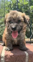 papa bear , a male Shorkie for sale in Winston-Salem, NC – 7 of 7