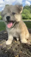 jojo, a male Pomeranian and Shih Tzu for sale in Winston-Salem, NC – 3 of 4