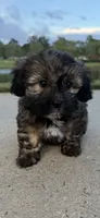 mya, a female Shih Tzu and Yorkshire Terrier for sale in Winston-Salem, NC – 6 of 9