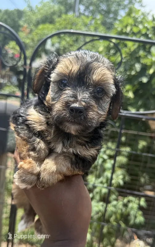 lemon (shorkie) – Shih Tzu, Yorkshire Terrier puppy for sale in Winston-Salem, NC
