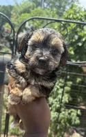 lemon (shorkie), a female Shih Tzu and Yorkshire Terrier for sale in Winston-Salem, NC – 1 of 8