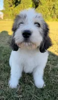 bella (sheepadoodle) (doodle puppy) , a female Old English Sheepdog and Poodle - Standard  for sale in Winston-Salem, NC – 3 of 6