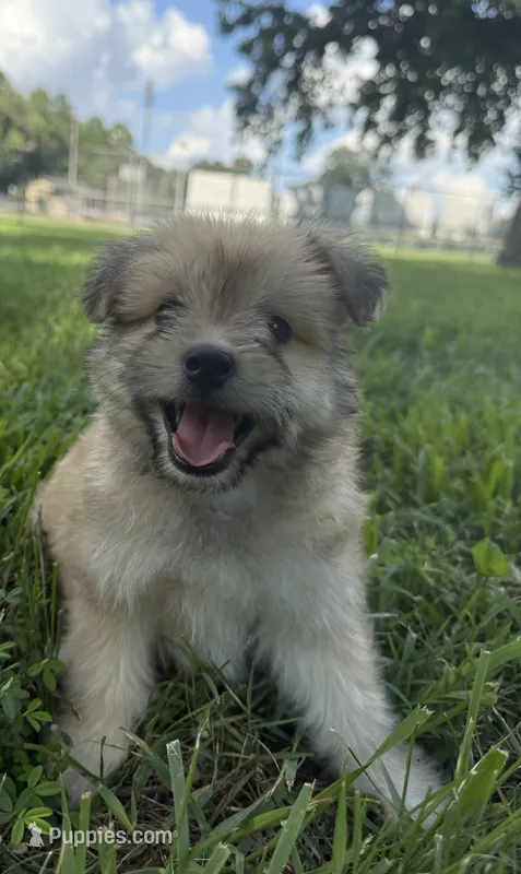 jojo – Pomeranian, Shih Tzu puppy for sale in Winston-Salem, NC