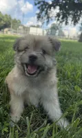 jojo, a male Pomeranian and Shih Tzu for sale in Winston-Salem, NC – 1 of 4