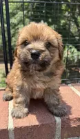 teddy bear (yorkie x shihtzu), a male Shorkie for sale in Winston-Salem, NC – 4 of 10