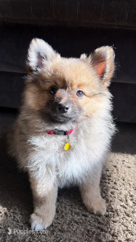 Teddy – Pomeranian puppy for sale in Greensboro, NC