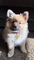 Teddy, a male Pomeranian for sale in Greensboro, NC – 1 of 6