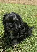 lulu, a female Shih Tzu and Poodle - Toy  for sale in Winston-Salem, NC – 1 of 8