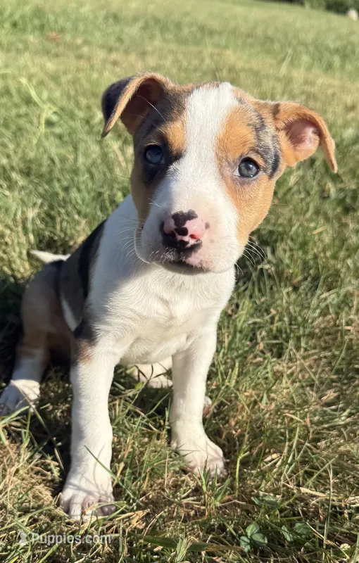 gigi – Bull Terrier, American Pit Bull Terrier puppy for sale in Bronx, NY