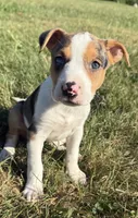 gigi, a female Bull Terrier and American Pit Bull Terrier for sale in Bronx, NY – 1 of 5
