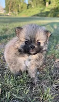 Lucy, a female Pomeranian for sale in Winston-Salem, NC – 4 of 9