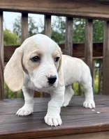 miss betty , a female Basset Hound and Dachshund for sale in Greensboro, NC – 3 of 10