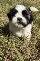 Leo , a male Shih Tzu for sale in Winston-Salem, NC – 3 of 10