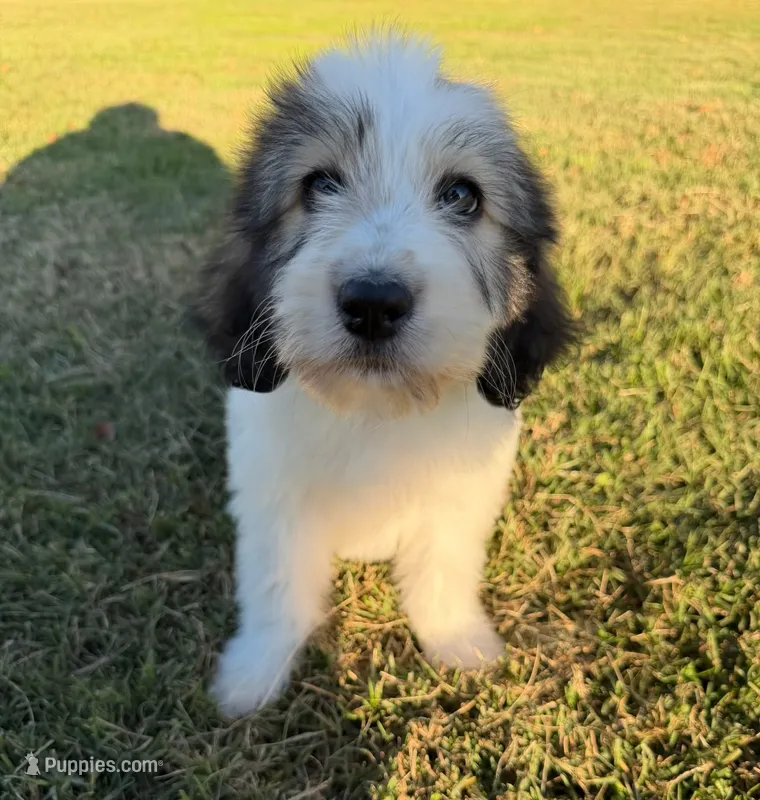 bella (sheepadoodle) (doodle puppy)  – Old English Sheepdog, Poodle - Standard  puppy for sale in Winston-Salem, NC