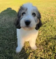 bella (sheepadoodle) (doodle puppy) , a female Old English Sheepdog and Poodle - Standard  for sale in Winston-Salem, NC – 1 of 6