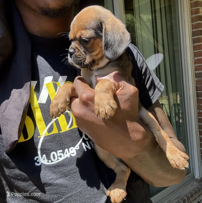 lili (chug puppy) – Chihuahua, Pug puppy for sale in Winston-Salem, NC