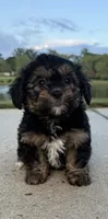mimi, a female Shih Tzu and Yorkshire Terrier for sale in Winston-Salem, NC – 6 of 8