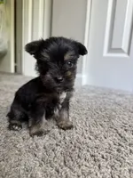 chu-chu (snorkie) , a male Miniature Schnauzer and Yorkshire Terrier for sale in Winston-Salem, NC – 2 of 9