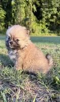 Lucy, a female Pomeranian for sale in Winston-Salem, NC – 5 of 9