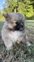 foxy, a female Pomeranian for sale in Winston-Salem, NC – 3 of 9