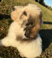 bella (sheepadoodle) (doodle puppy) , a female Old English Sheepdog and Poodle - Standard  for sale in Winston-Salem, NC – 6 of 6
