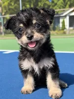 layla (chorkie), a female Chihuahua and Yorkshire Terrier for sale in Winston-Salem, NC – 5 of 5