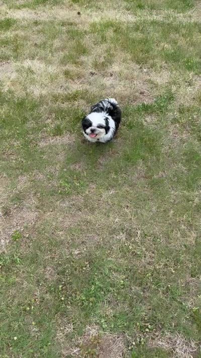 Teddy (registered pure bred shih tzu) , a male Shih Tzu for sale in Winston-Salem, NC – 6 of 8