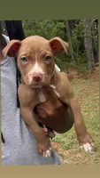 mikey (red nose pitbull) , a male American Pit Bull Terrier for sale in Winston-Salem, NC – 6 of 7