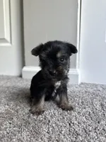 chu-chu (snorkie) , a male Miniature Schnauzer and Yorkshire Terrier for sale in Winston-Salem, NC – 4 of 9