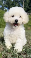 ollie (schnoodle) , a male Miniature Schnauzer and Poodle - Toy  for sale in Winston-Salem, NC – 2 of 9
