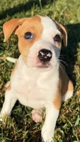 mya , a female Catahoula Leopard Dog and American Pit Bull Terrier for sale in Greensboro, NC – 6 of 6
