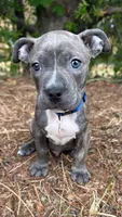 Chulo (blue brindle pitbull puppy), a male American Pit Bull Terrier for sale in Greensboro, NC – 3 of 6