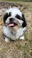 Teddy (registered pure bred shih tzu) , a male Shih Tzu for sale in Winston-Salem, NC – 4 of 8